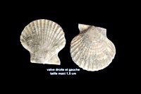 Pecten gentoni